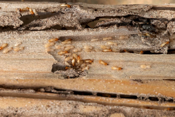 Best Pest Inspection Near Me  in Josephine, TX
