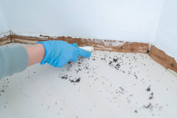 Best Flea Control Services  in Josephine, TX